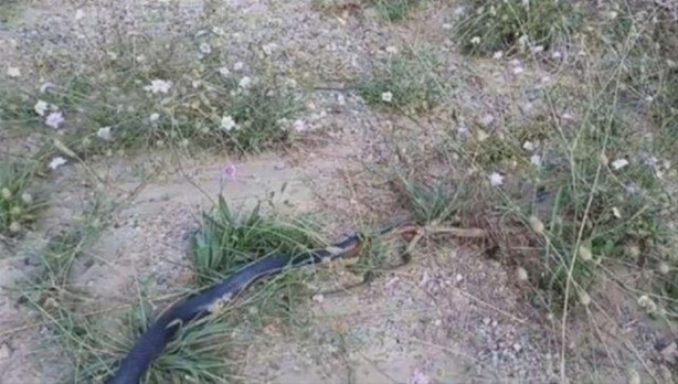 Foto - Ölümcül yılanlar arasında büyük kavga!