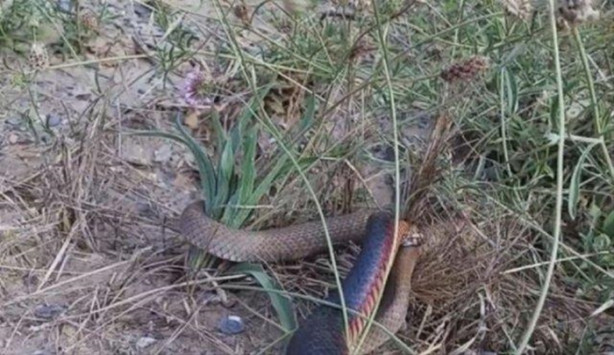 Foto - Ölümcül yılanlar arasında büyük kavga!