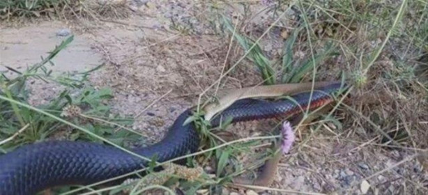 Foto - Ölümcül yılanlar arasında büyük kavga!