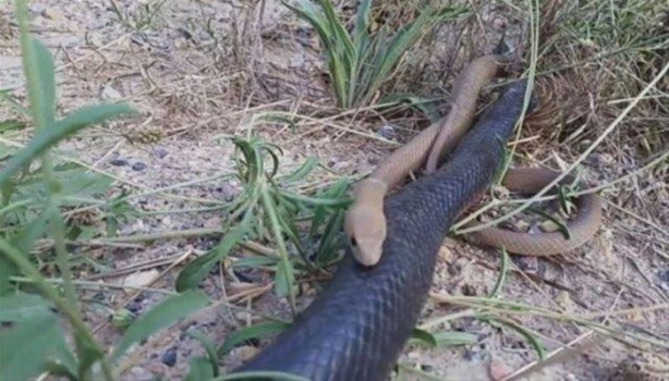 Foto - Ölümcül yılanlar arasında büyük kavga!