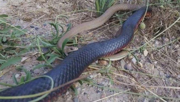 Foto - Ölümcül yılanlar arasında büyük kavga!