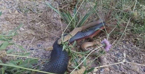 Foto - Ölümcül yılanlar arasında büyük kavga!