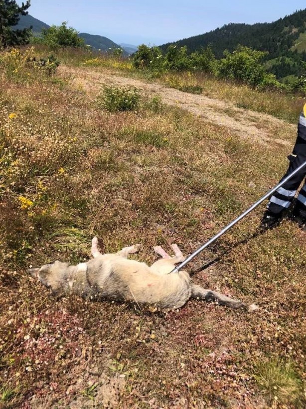 Foto - Ölüme terk edilen sokak köpekleri kurtarıldı!