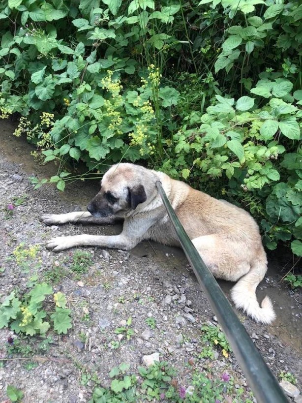 Foto - Ölüme terk edilen sokak köpekleri kurtarıldı!