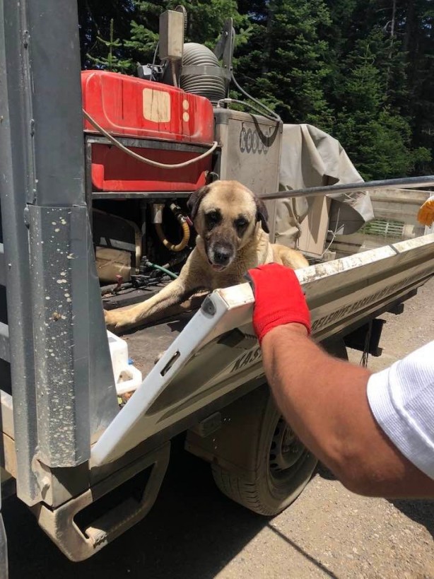 Foto - Ölüme terk edilen sokak köpekleri kurtarıldı!