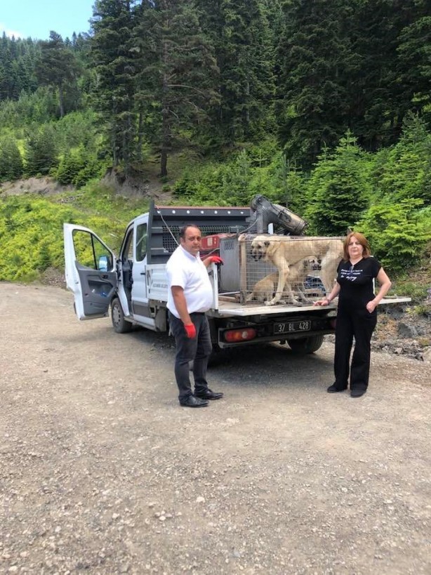 Foto - Ölüme terk edilen sokak köpekleri kurtarıldı!