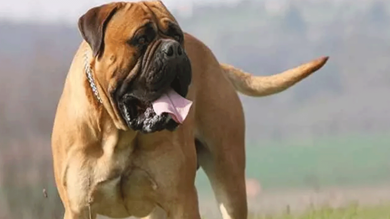Foto - Ölümlerin yüzde 67'sinde onun parmağı var! Acımasızlığı nam saldı!