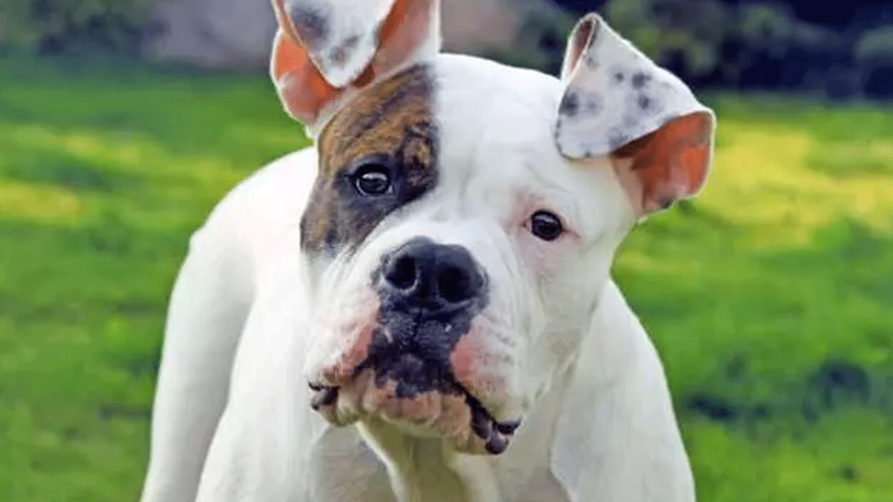 Foto - Ölümlerin yüzde 67'sinde onun parmağı var! Acımasızlığı nam saldı!