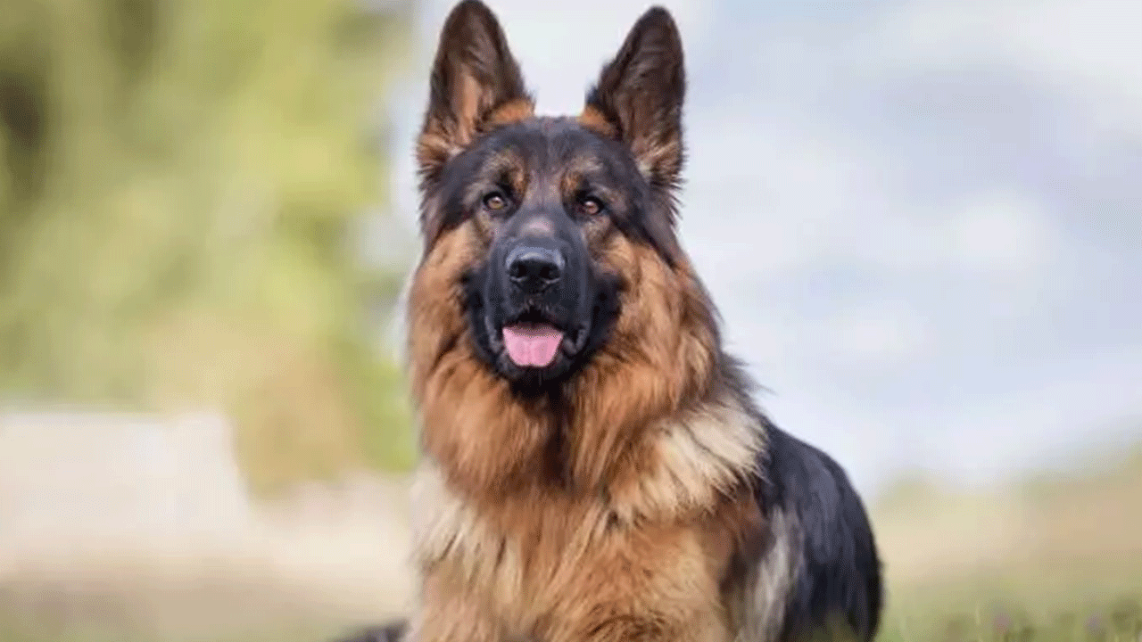 Foto - Ölümlerin yüzde 67'sinde onun parmağı var! Acımasızlığı nam saldı!