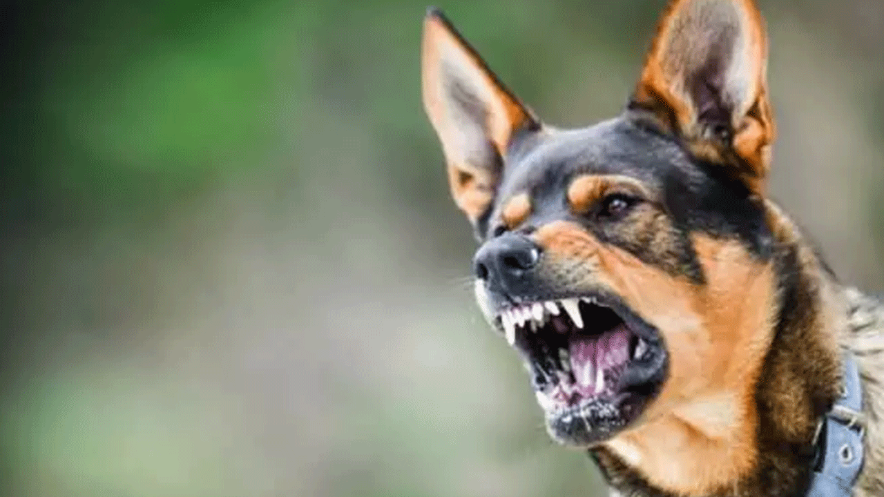 Foto - Ölümlerin yüzde 67'sinde onun parmağı var! Acımasızlığı nam saldı!