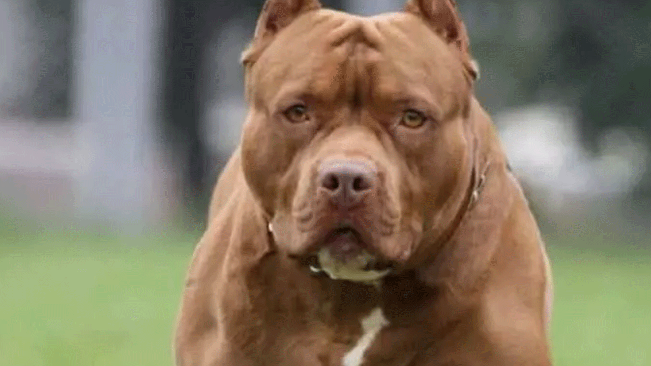 Foto - Ölümlerin yüzde 67'sinde onun parmağı var! Acımasızlığı nam saldı!