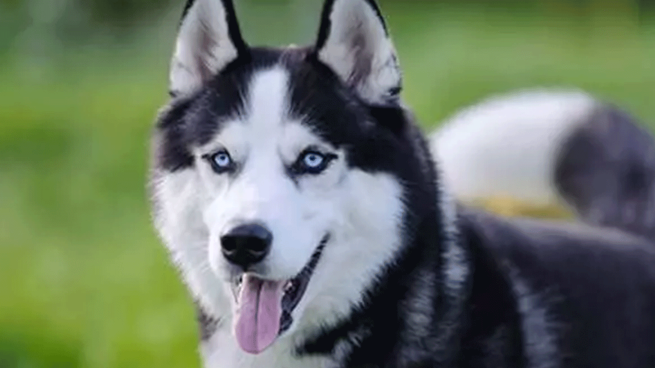 Foto - Ölümlerin yüzde 67'sinde onun parmağı var! Acımasızlığı nam saldı!