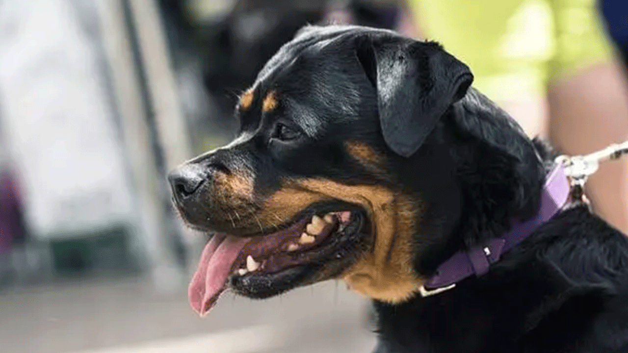 Foto - Ölümlerin yüzde 67'sinde onun parmağı var! Acımasızlığı nam saldı!