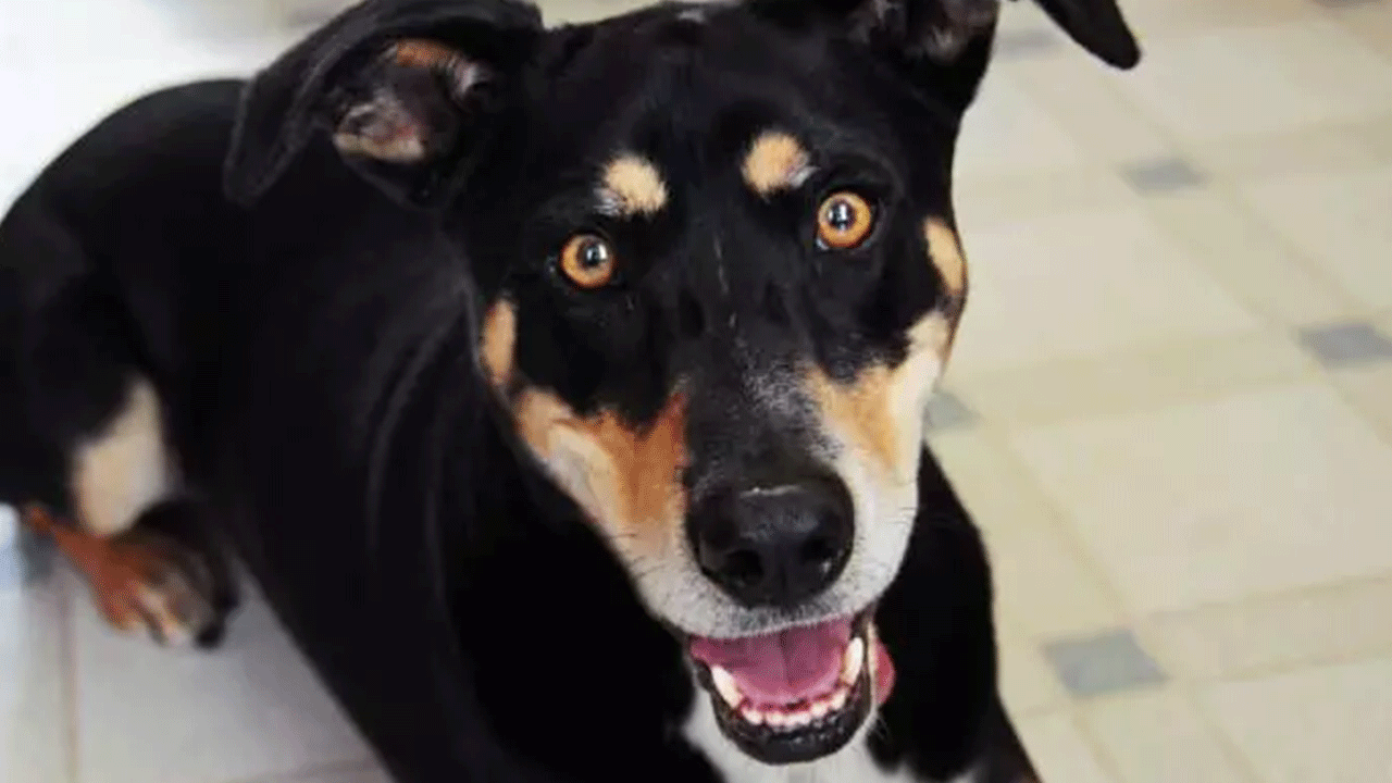 Foto - Ölümlerin yüzde 67'sinde onun parmağı var! Acımasızlığı nam saldı!