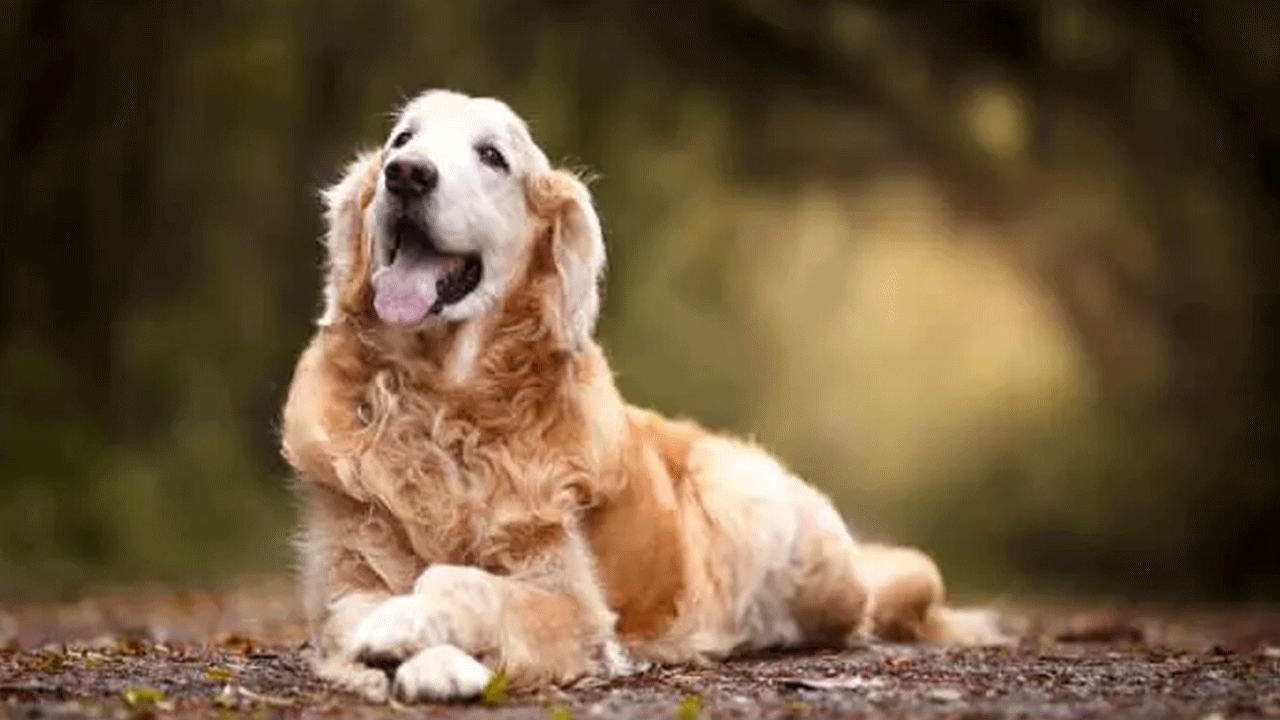 Foto - Ölümlerin yüzde 67'sinde onun parmağı var! Acımasızlığı nam saldı!