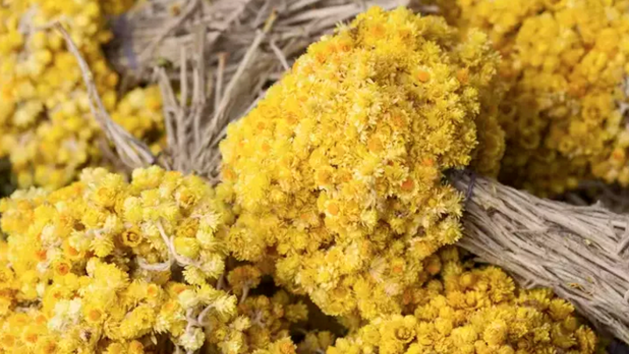 Foto - Ölümsüzlük çiçeği olarak da biliniyor! Çayını bardak bardak içince ödemin kökünü kazıyor, Bağırsakları anında rahatlatıyor!