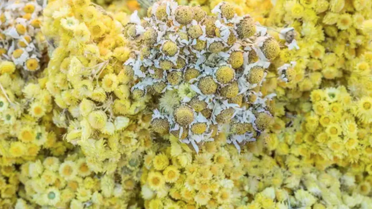 Ölümsüzlük çiçeği olarak da biliniyor! Çayını bardak bardak içince ödemin kökünü kazıyor, Bağırsakları anında rahatlatıyor!