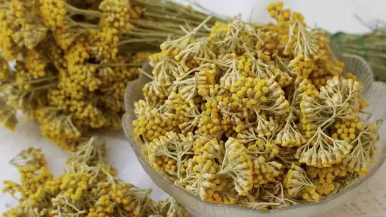 Foto - Ölümsüzlük çiçeği olarak da biliniyor! Çayını bardak bardak içince ödemin kökünü kazıyor, Bağırsakları anında rahatlatıyor!