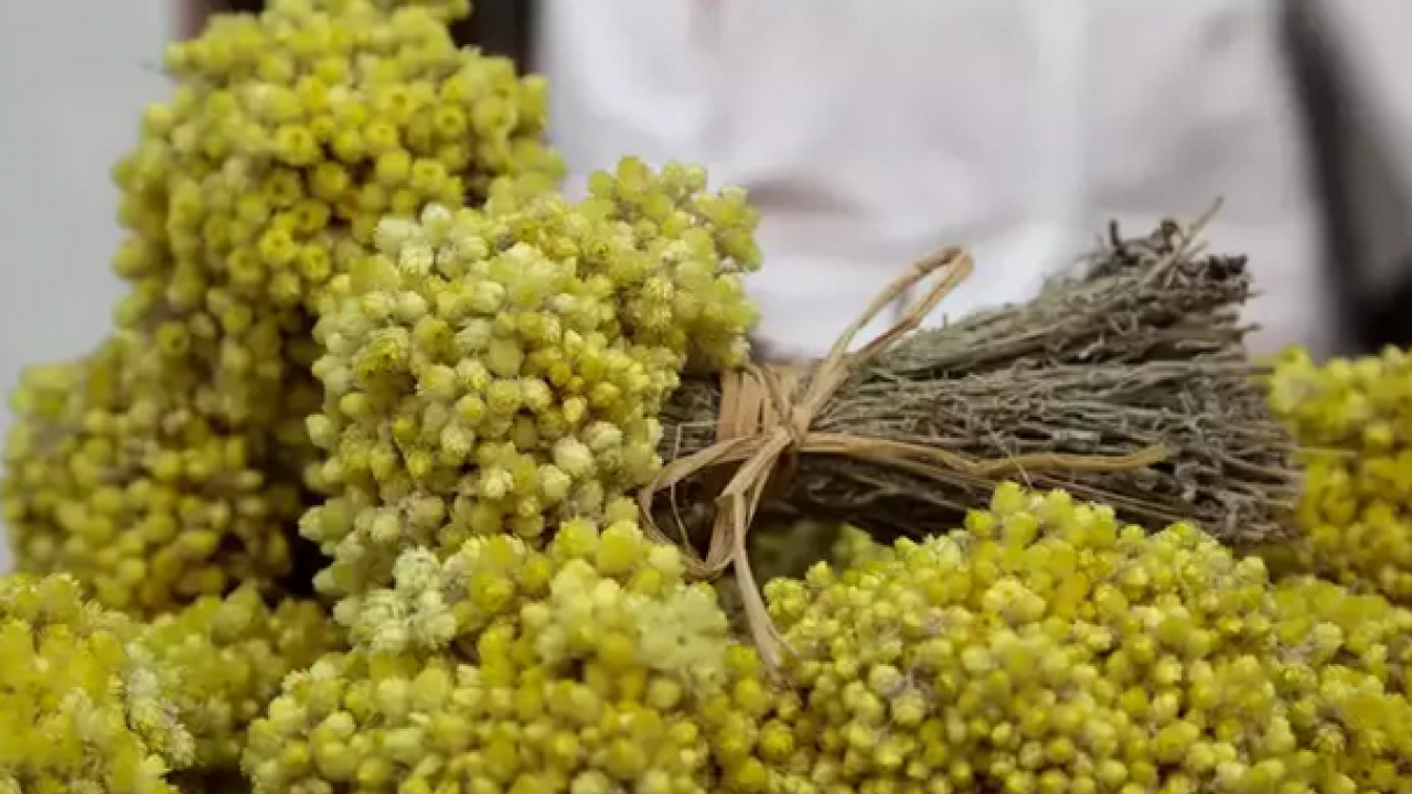 Foto - Ölümsüzlük çiçeği olarak da biliniyor! Çayını bardak bardak içince ödemin kökünü kazıyor, Bağırsakları anında rahatlatıyor!