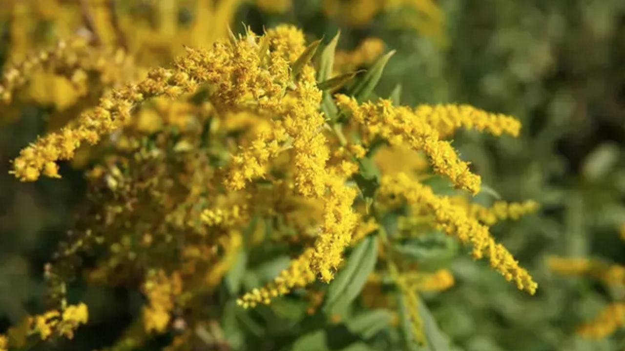 Foto - Ölümsüzlük çiçeği olarak da biliniyor! Çayını bardak bardak içince ödemin kökünü kazıyor, Bağırsakları anında rahatlatıyor!