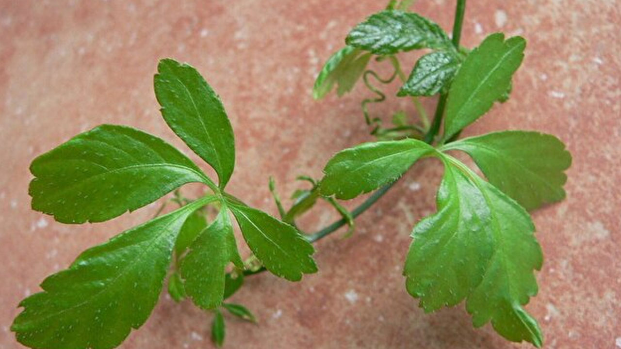 Foto - Ölümsüzlük otu jiaogulanin faydaları saymakla bitmiyor
