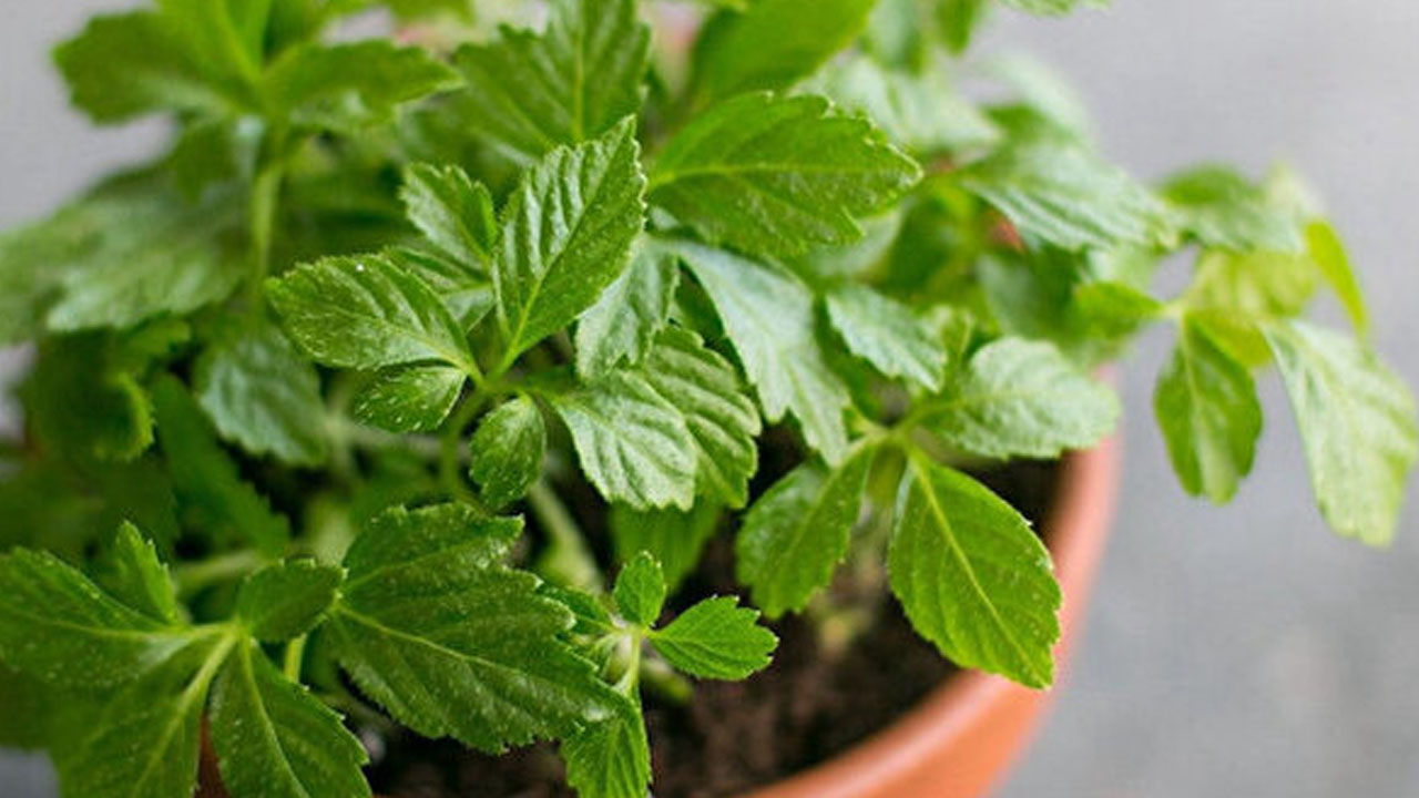 Foto - Ölümsüzlük otu jiaogulanin faydaları saymakla bitmiyor