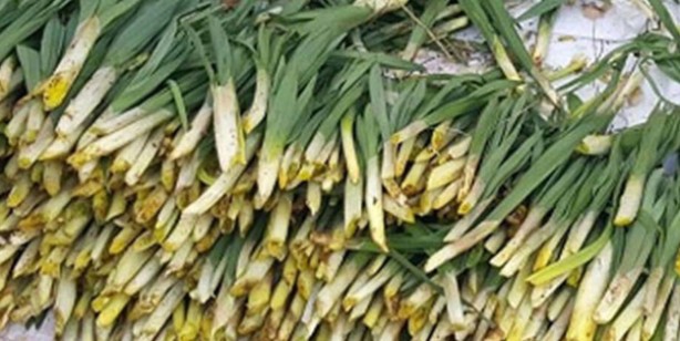 Foto - Ölümün kıyısında şifa arıyorlar