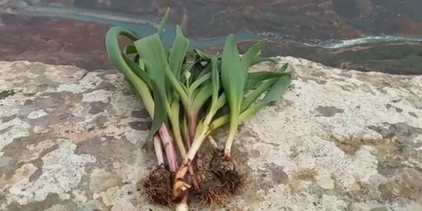 Foto - Ölümün kıyısında şifa arıyorlar