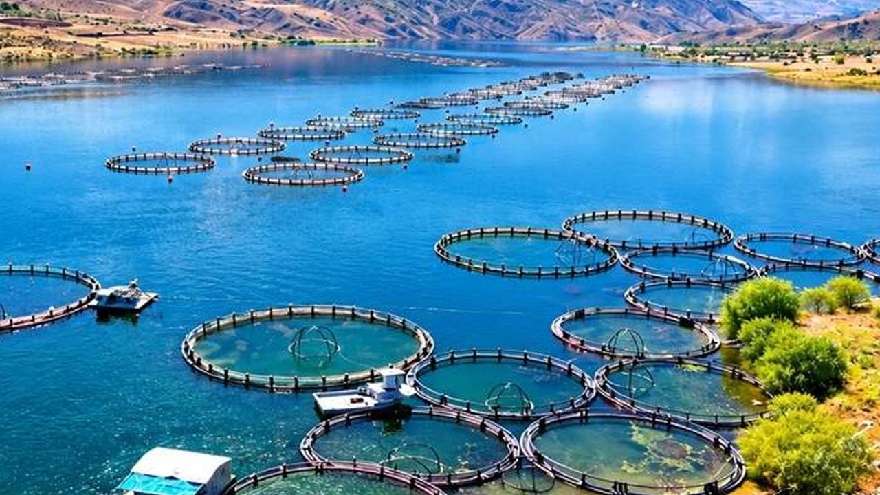 Foto - Rusya ve Japonya'ya gidiyor: En faydalı balık somonlar dünyaya ulaşıyor...
