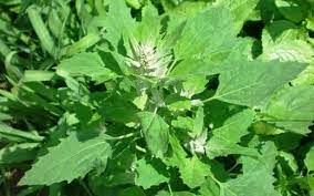 Foto - Ömrü veren Allah ama… Dünyanın en yaşlı insanı ‘Uzun yaşamanın sırrı bu iki besinde saklı' dedi! Duyunca çok şaşıracaksınız