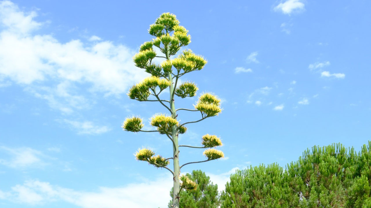 Ömründe sadece bir kez açıyor! 20 yıllık bekleyiş son buldu