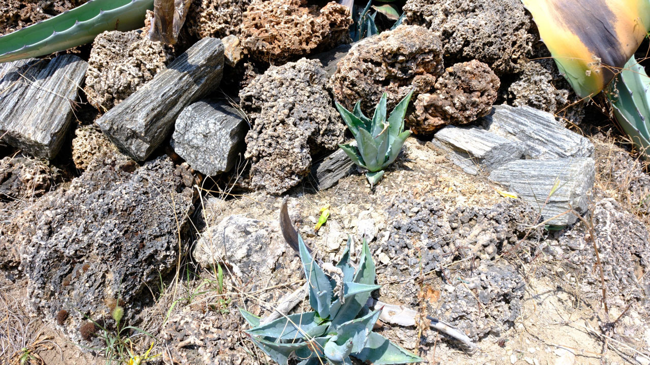 Foto - Ömründe sadece bir kez açıyor! 20 yıllık bekleyiş son buldu