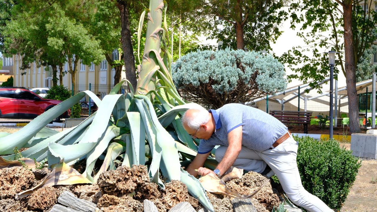 Foto - Ömründe sadece bir kez açıyor! 20 yıllık bekleyiş son buldu