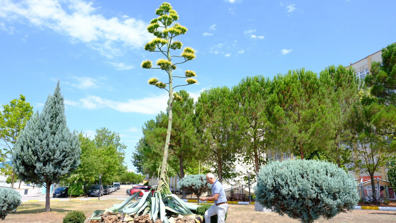 Foto - Ömründe sadece bir kez açıyor! 20 yıllık bekleyiş son buldu