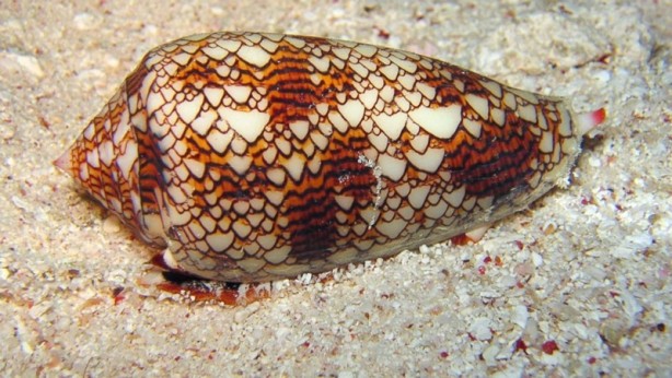 Foto - Ona dokunan kalp krizi geçiriyor