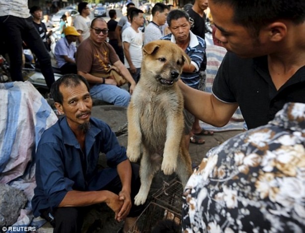 Foto - Komünist Çin'de onbinlerce köpeği yediler!