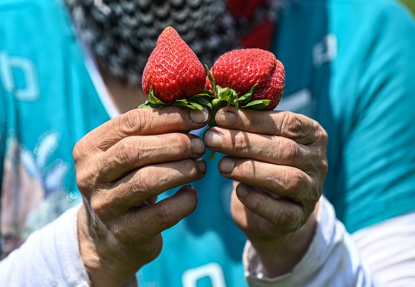 Foto - Önce sandık sonra tarla