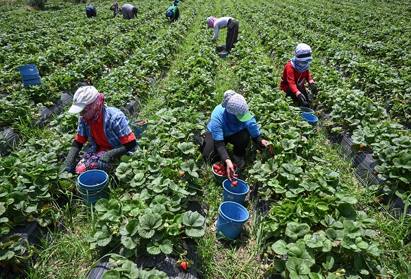 Foto - Önce sandık sonra tarla