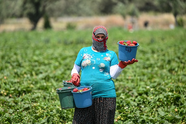 Foto - Önce sandık sonra tarla