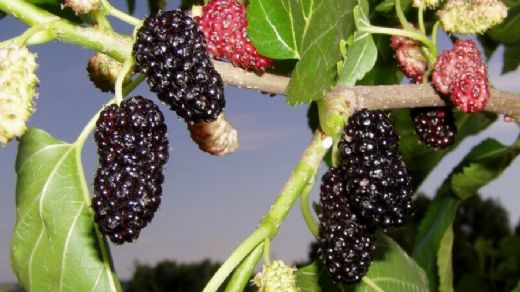Foto - Ondan bir bardak içen 40 yıl öksürüğü unutuyor! Asyalılar meğer her gün litre litre içiyormuş