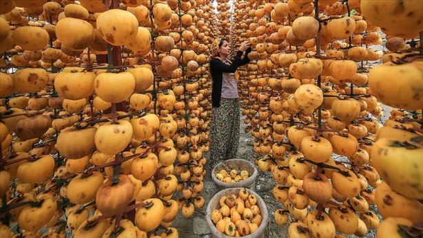 Foto - Ondan bir ısırık alan hastane yüzü görmüyor! Herkes elma sanıyor ama değil! Pazarda görürseniz kilo kilo alın! Hasadı başladı
