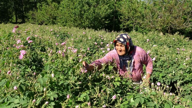 Foto - Ondan dudak uçuklatan kazanç sağlıyorlar! Yanlış duymadınız! Litresi 258 bin TL