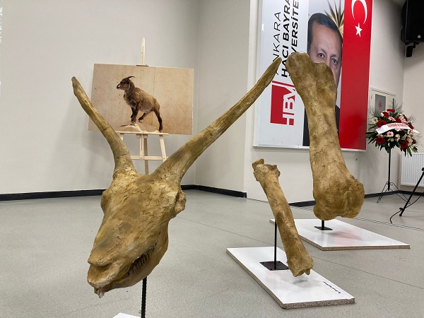 Foto - Önemli bir keşif yapıldı |Bakın Afrika'daki hayvanların ataları nerede yaşamış!