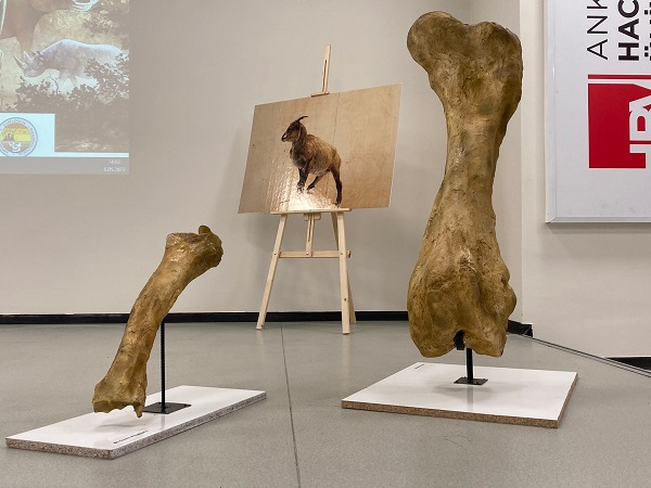 Foto - Önemli bir keşif yapıldı |Bakın Afrika'daki hayvanların ataları nerede yaşamış!