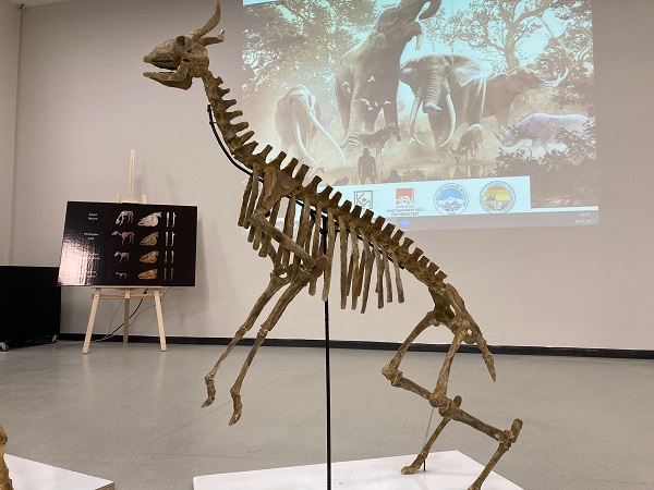 Önemli bir keşif yapıldı |Bakın Afrika'daki hayvanların ataları nerede yaşamış!