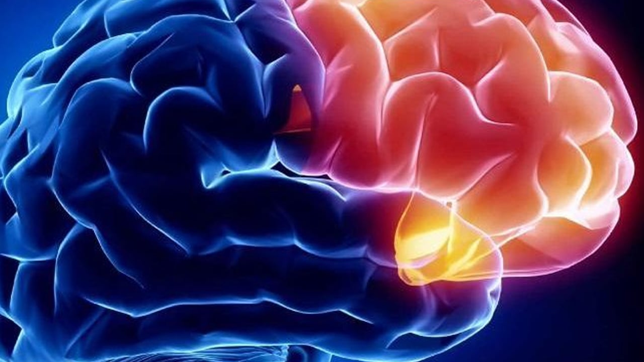 Önemli kokular beyin hacmini böyle artırabiliyor! Bilim insanları ilk kez açıkladı: Bakın gerçek kalıntılar neler