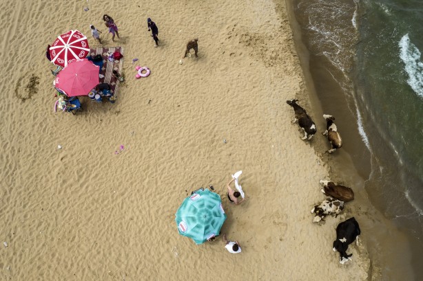 Foto - Onlar da serinlemek istiyor! Plajda sürpriz misafirler