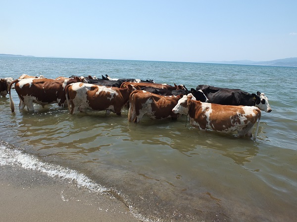 Onlar da sıcaktan bunaldı! 