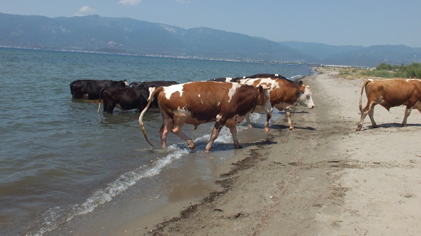 Foto - Onlar da sıcaktan bunaldı! 