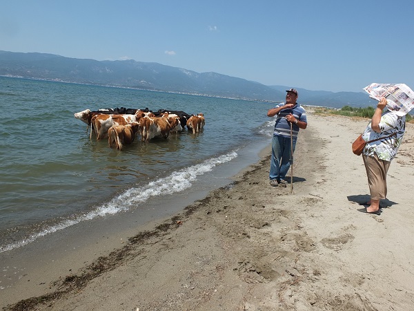 Foto - Onlar da sıcaktan bunaldı! 